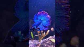 Betta fish flaring bettafish aquarium relaxing plantedaquarium [upl. by Melinda5]