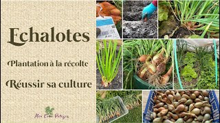 Les échalotes de la plantation à la récolte  Comparatif 2021 2022 [upl. by Letnahs]