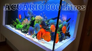 ACUARIO PLANTADO PECES DISCO 800 litros  By Pepe Rivas Vaciamadrid [upl. by Kingsley]