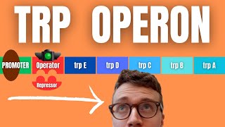 TRP OPERON EXPLAINED [upl. by Carlo]