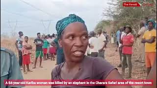 A witness speaks on the 54yearold Kariba woman killed by an elephant in the Charara Safari area [upl. by Turpin43]