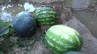 El huerto de Isidro 13 Sandias y melones [upl. by Aronek]