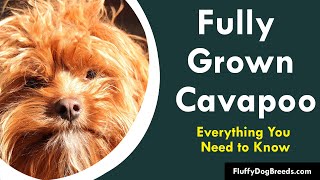 Fully Grown Cavapoo Everything You Need to Know [upl. by Furr]