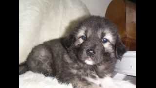 Caucasian Ovcharka puppies in Norway 2012wmv [upl. by Platt]