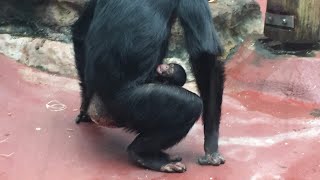 Little Baby chimpanzee 6 days old baby chimpanzee breastfeeding [upl. by Crescen65]