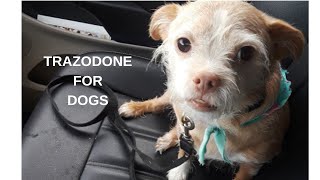 The Five Most Common Uses Of Trazodone For Dogs [upl. by Aldos]