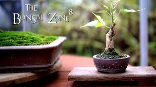 My Ficus religiosa Greenhouse and French Lilac Updates The Bonsai Zone Oct 2021 [upl. by Deevan]