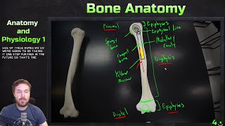 Long And Compact Bone Anatomy  Anatomy and Physiology 1 [upl. by Soirtimid]