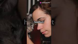 Do Cats Have a Favorite Human 🐱 felinefriendly cat petcare catlovers felinecompanions kitten [upl. by Siari]