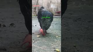 Complicity 🐓 shorts youtubeshorts rooster [upl. by Bran]