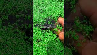 UnderwaterIrrigationAgricultureFlowWaterLifeIrrigationUnderwaterFarmEcosystemIrigasiPertanian [upl. by Eizle]