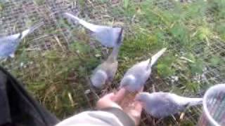 Diamond Doves feeding [upl. by Phelps]