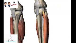 Anatomía Musculos Pierna  Origen Inserción Inervación y Función [upl. by Bern]