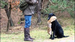 Just a curly coated retriever [upl. by Fogarty]