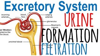 Urine formation and nephron filtration [upl. by Niuqauj800]