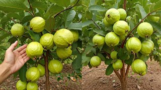 LIVE🔴 🌿How to Growing Guava Trees from Cuttings [upl. by Guy216]