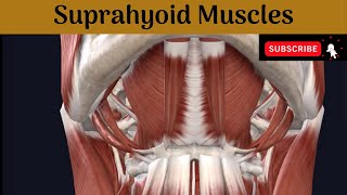 Suprahyoid Muscles  Attachment  Nerve Supply Actions Relations of Posterior belly of Digastric [upl. by Anahsirk750]