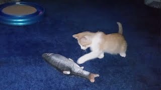 Kittens Encounter with the Floppy Fish [upl. by Jo]