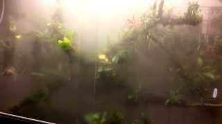 Orchidarium tour part 3  Cloud forest [upl. by Dominik]