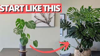 How to set up your Monstera for success [upl. by Dorin16]