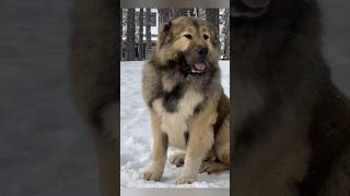 Tibetan Mastiff vs Pitbull Kaun jeetega 😈 [upl. by Duer]