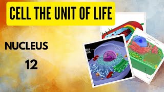 Class 11 Biology Cell the unit of life Nucleus [upl. by Mellman]