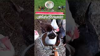 Poultry Birds Feeders Adjustment from Day Old to Adults  Avoid Feed Wastage  Dr ARSHAD Vet [upl. by Nilhtac]