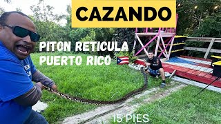 Pitón 🐍 Reticulada en Todo PUERTO RICO 🇵🇷 lo que Necesitas saber  gongofishingpr [upl. by Jennilee]