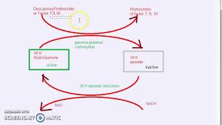 Pharmacology 619 d AntiCoagulant Warfarin Mechanism Of Action [upl. by Keisling239]