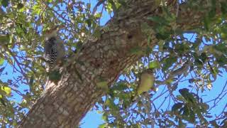 Starbucks our Red Bellied Woodpecker and Beavis our visiting Palm Warbler [upl. by Bentley]