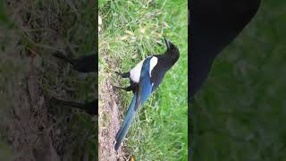 🐥•²⁸ Eurasian Magpie Blackbilled Magpie Pica pica in Crow Family Corvidae [upl. by Eissirc79]