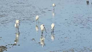 Shorebirds at Ambury Regional Park birds animals wildlife [upl. by Stephania443]