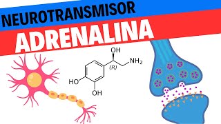 Fisiología de la Adrenalina y la Noradrenalina Neurociencias 11 [upl. by Gassman]