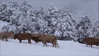 Mucche sulle neve ai Piani di Bobbio  Valtorta  Valle Brembana  Orobie [upl. by Newmann]