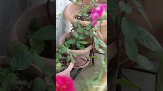 Fully colored flowers in my balcony garden playing with themfruit gardeninggarden2024video [upl. by Buehler]