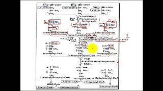 Branched chain amino acids BCAAs metabolism [upl. by Drofliw]