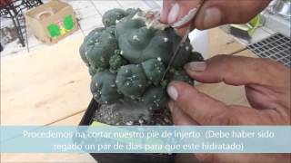 Injerto de lophophora jourdaniana [upl. by Samtsirhc]