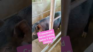 Crossbreed native mama pigs x Duroc simelya trending [upl. by Nomed]