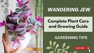 Wandering Jew Complete Plant Care and Growing GuideWandering Jew indoor care  Tradescantia Zebrina [upl. by Ociram]