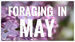 Foraging in May Part 1 of 3  UK Wildcrafts Monthly Foraging Calendar [upl. by Rolyat]