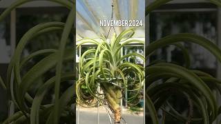 Tillandsia Victoria on November 2024 airplants tillandsia [upl. by Reggy533]