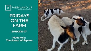 Sheep Whisperer in Action Meet Kojo the Sheepdog – Fridays on the Farm Ep 7 [upl. by Anisamot]