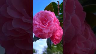 Camellia Flowers so beautiful nature love flowers [upl. by Owens]