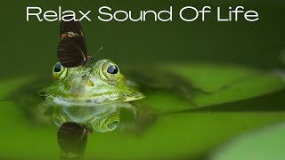 DORMIR en 3 mn  CHANT DE GRENOUILLES et doiseaux  ASMR Relaxation Nature [upl. by Bridge375]