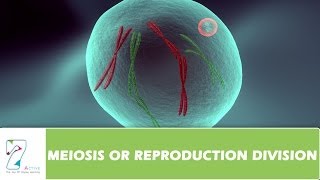 MEIOSIS OR REPRODUCTION DIVISION  PART 02 [upl. by Aristotle240]