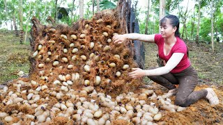 Harvesting A Lot Of Palm Weevil In Rotten Palm Trunks Goes To Market Sell  Free Bushcraft [upl. by Fesuy]