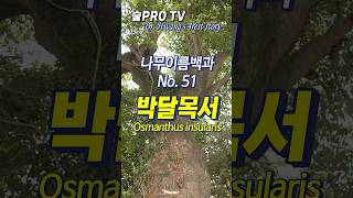 박달목서 이름 유래 박달목서 Osmanthusinsularis 난대숲 [upl. by Alberik]