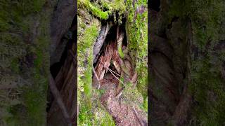 Massive Tree Grows from a Hollow Stump Natures Resilience nature savetrees trending [upl. by Nadnal626]