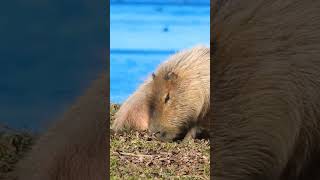 Carpincho comiendo pasto muy pancho capybara animales animals naturaleza faunaargentina [upl. by Esinart586]