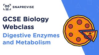 GCSE Biology Digestive Enzymes and Metabolism  Revision Webclass [upl. by Araes]